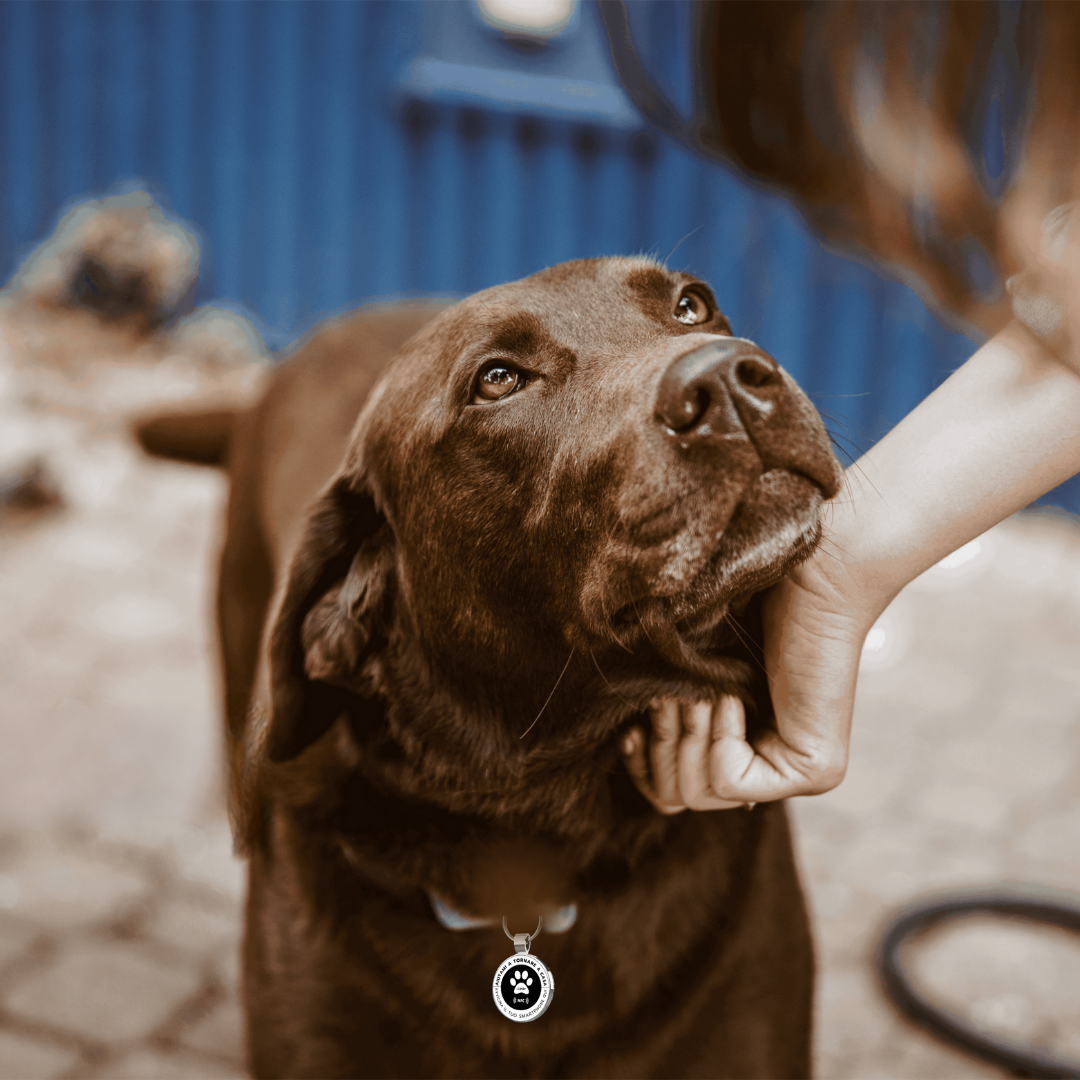 Medaglietta anti-smarrimento Tecnologica